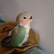 طوطی برزیلی کوچک نر دستی