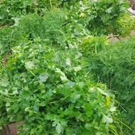 سبزی خورشتی وپلوی