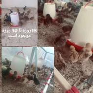 فروشه جوجه گلپایگانی اصل اصفهان