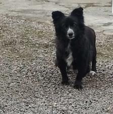 واگذاری سگ نژاد دار