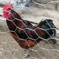 یک عدد خروس محلی