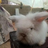 توله خرگوش لوپ