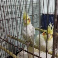 جفت عروس هلندی لوتینو دو تا با هم 800