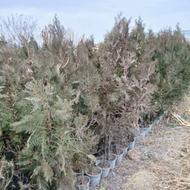 سرو نقره ای کاج خمره ای