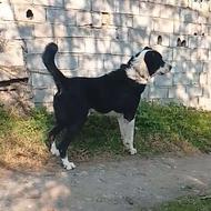 واگذاری سگ البای نر