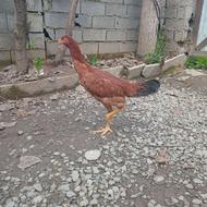 مرغ لاری بسیار خوب