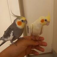 جفت مولد جوون عروس هلندی