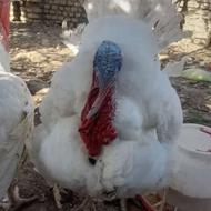 جوجه بوقلمون بیوتی 6 زرین جوجه