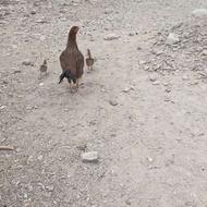 قیمت توافقی