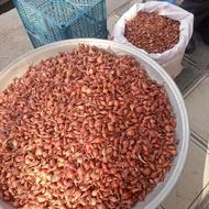 بذرپیاز.پیارچه