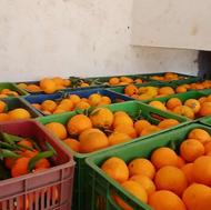 فروش 150 سبد پرتقال تامسون تازه چین درشت و شرین