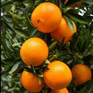 پرتقال تامسون