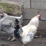 خروس امپراتور سنگین با 4ناخن بزرگ