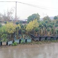 گل مورت و لکستروم