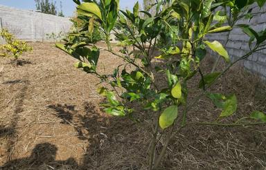 زمین 740 متری در اول اناری