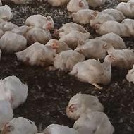 مرغ ماشینی ارگانیک خانگی بدون دارو