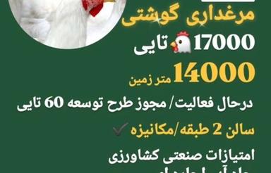 مرغداری گوشتی/مرغداری مکانیزه