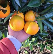 فروش پرتقال