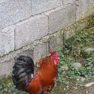 خروس مینیاتوری بالغ