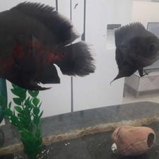 6 عدد ماهی بزرگ