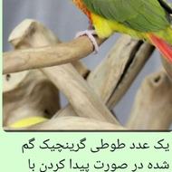 طوطی گرینچیک گم شده