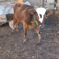 6 تا گوساله ماده درشت سیمنتال صحراشو