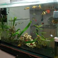 اکواریوم ماهیران بدون تجهیزات