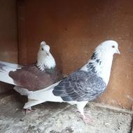 دوجفت کبوترپرشی