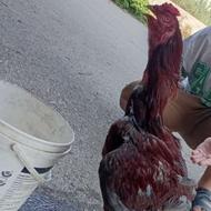 خروس لاری سالم