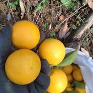 فروش پرتغال خونی محلی