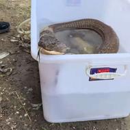 مهره مار دون برنجی سیاه اصلی