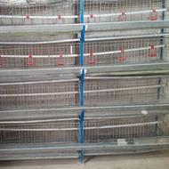 قفس کبک و بلدرچین