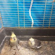 پرنده نر و ماده عروس هلندی