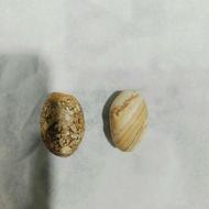 نگین نگین خاص کم یاب اصالت دار تیربندی خون بندی