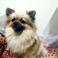 پامرین ماده واگزلری