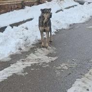 واگذاری سرابی 20 ماهه