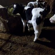 دوتا گوساله ماده