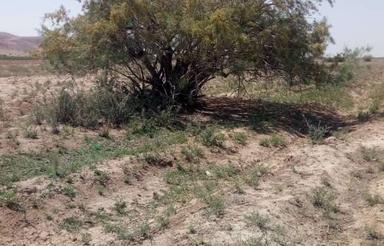 هکتاری زمین