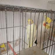 عروس هلندی لوتینو جفت