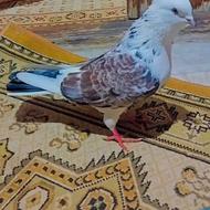 نر پشتار کاکلی گمشده