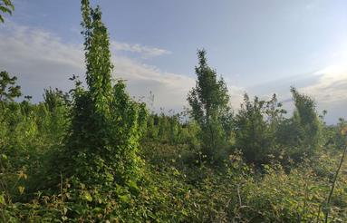 دو قطعه زمین به مجموع مساحت 1000 متر مربع