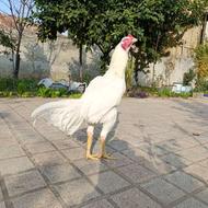 خروس لاری آماده اماده