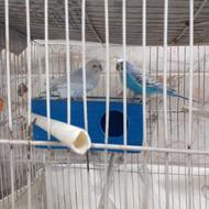 مرغ عشق نر با قفس