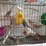 فنچ .مرغ عشق