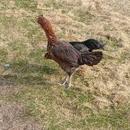 مرغ لاری افغان اصل اصل شش دانگ