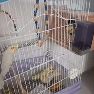 طوطی عروس....