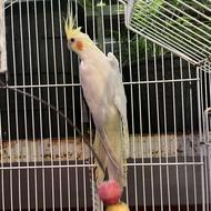 طوطی عروس نر لوتینو