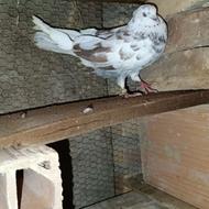 کبوتر معاوضه