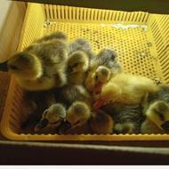 جوجه غاز سه روزه