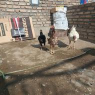 فروش 2 عدد مرغ لاری